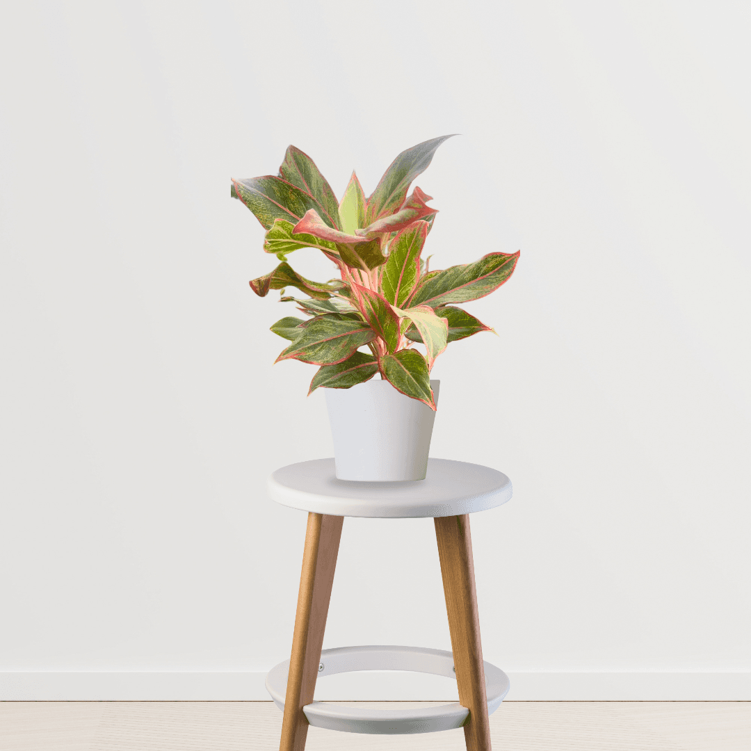 Aglaonema Red Indoor Plant