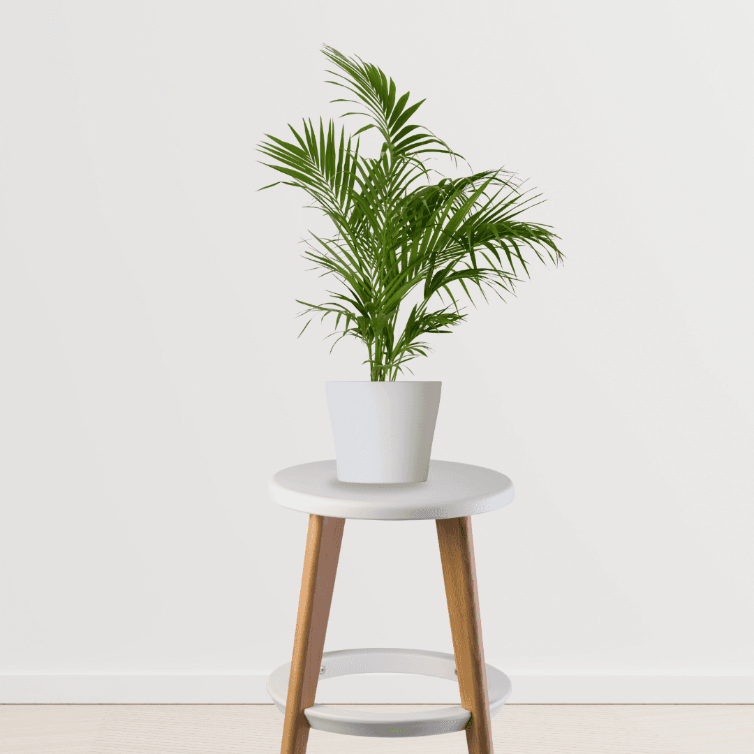 Bamboo Palm Plant