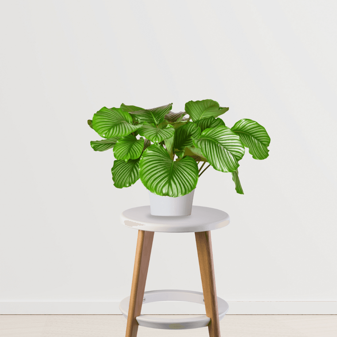 Calathea Orbifolia Medium