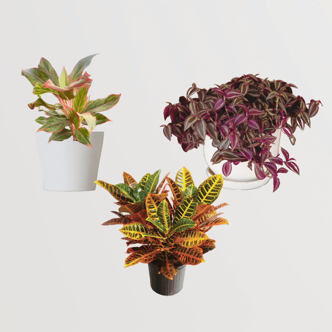 Combo of 3 Low Light Decor Plants