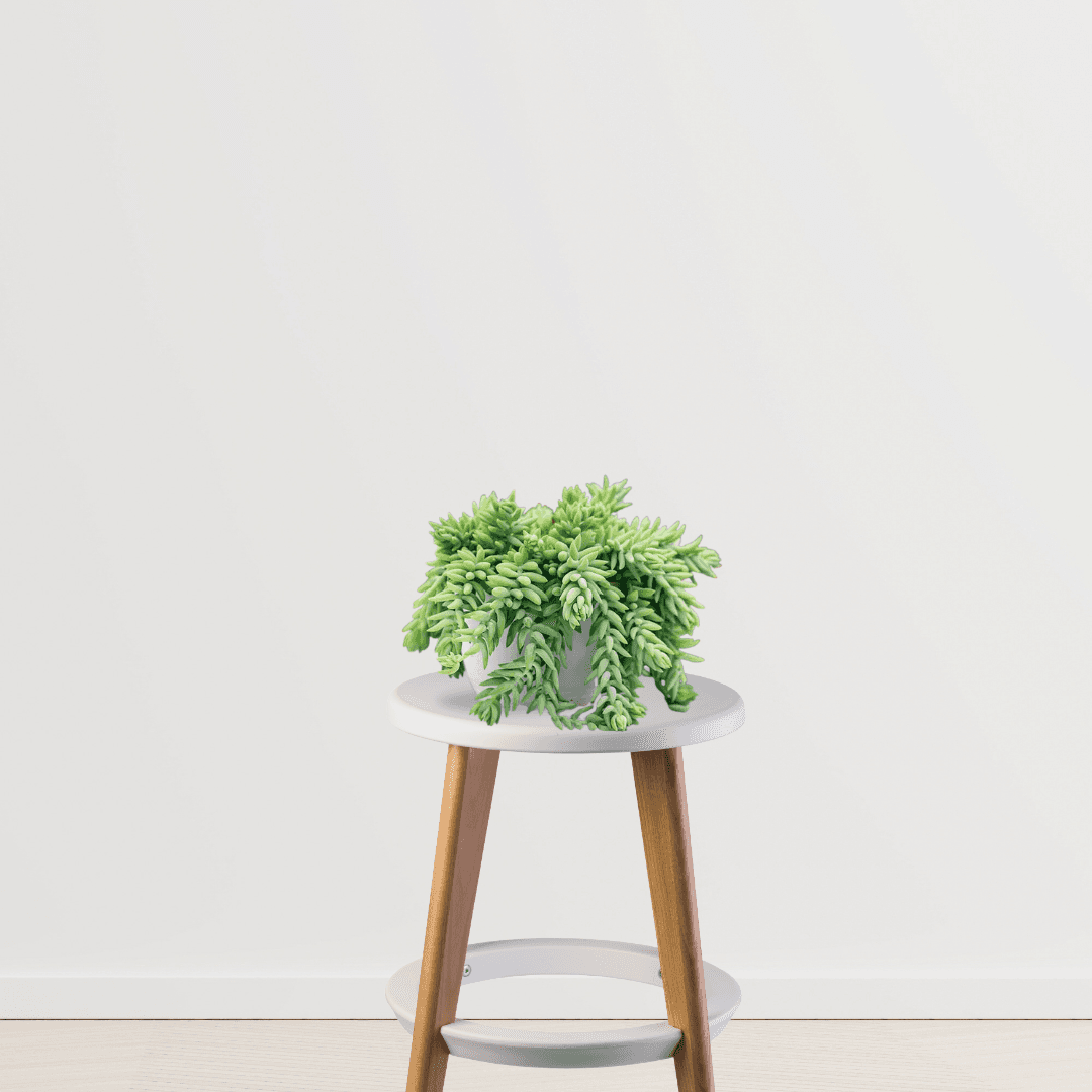 Donkey Tail (Sedum Morganianum)