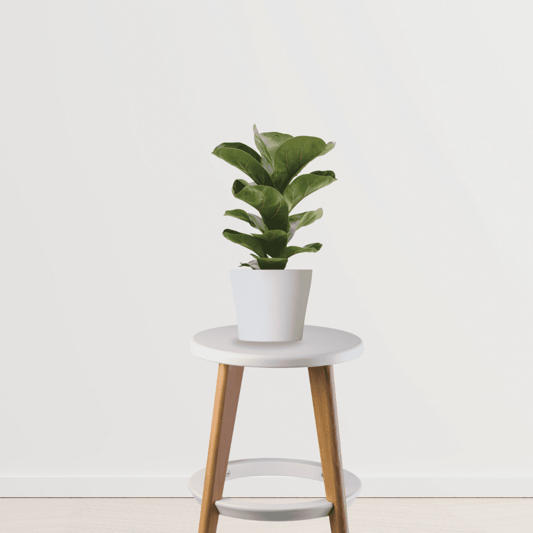 Fiddle-leaf fig Plant