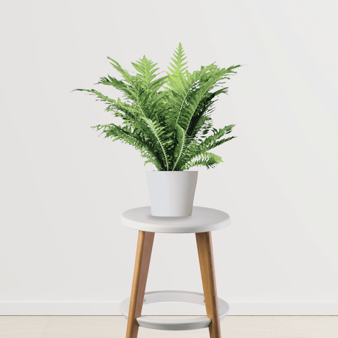 Green Lady Fern Plant