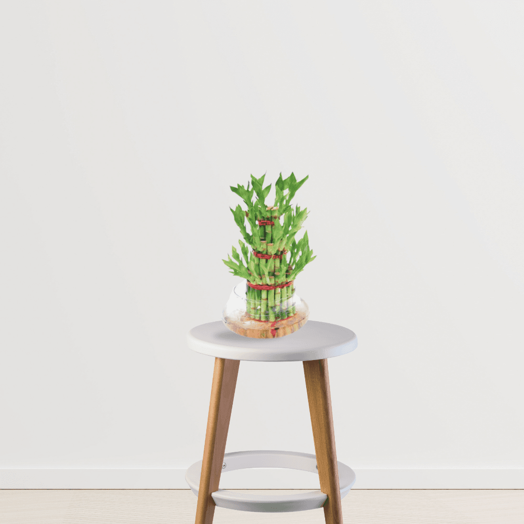 Lucky Bamboo - 3 layer