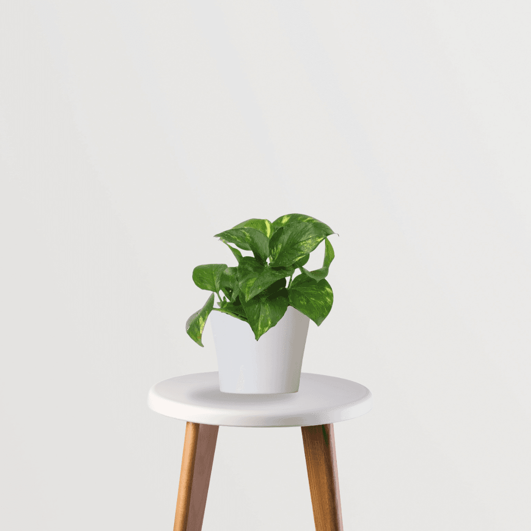 Money Plant