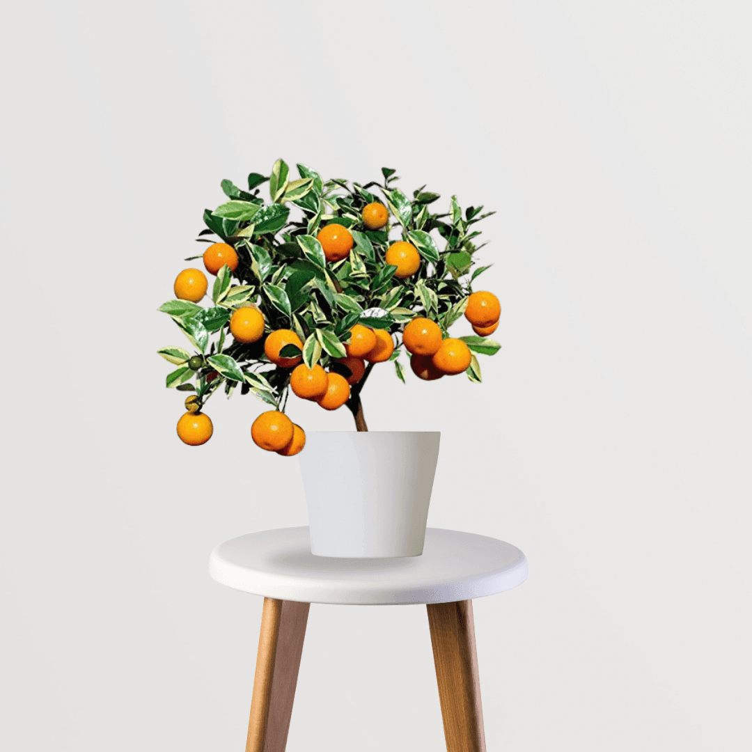 Orange Fruit Plant