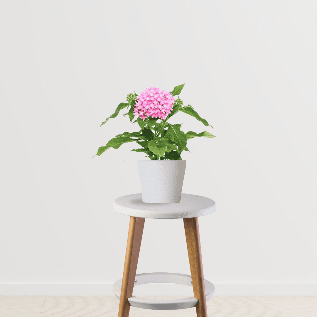 Pentas Pink - Flowering Plants