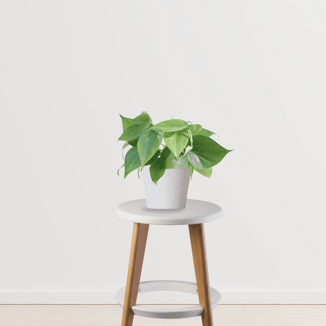 Philodendron Oxycardium Green Plant