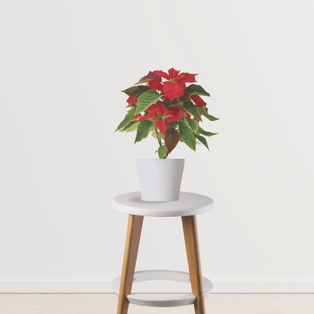 Poinsettia Red Plant