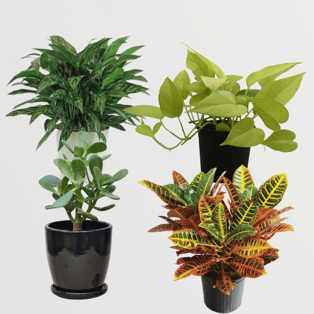 Set of 4 Indoor Plants - Golden Pothos, Jade Plant, Chinese Evergreen, Variegated Croton