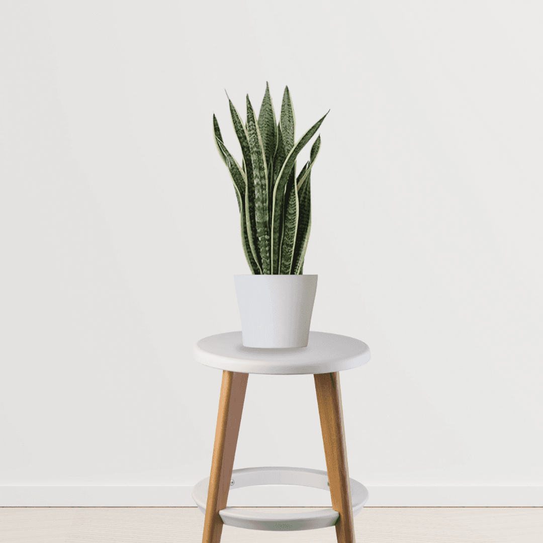 Snake Plant (Sansevieria Trifasciata)