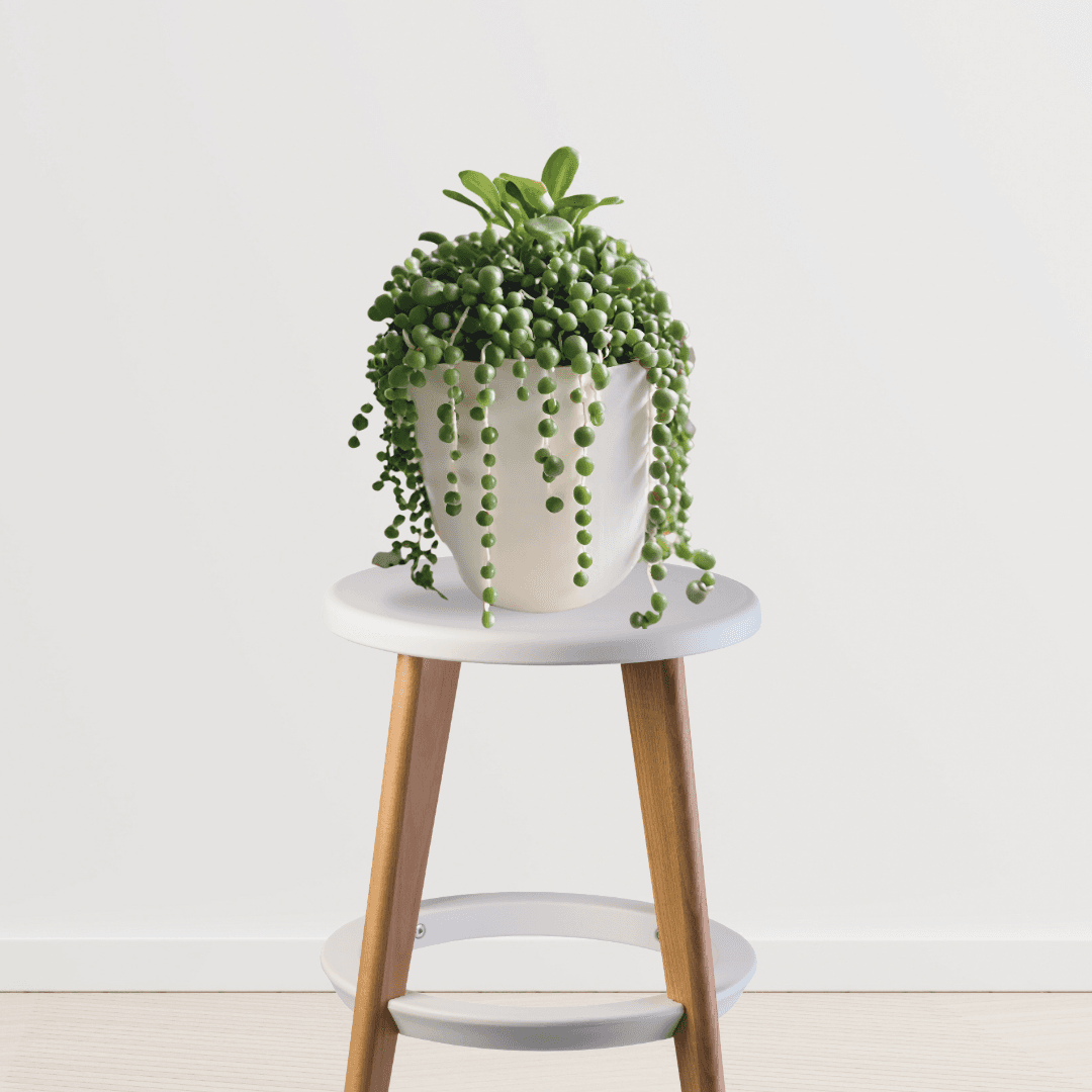 String of Pearls Senecio Rowleyanus Plant