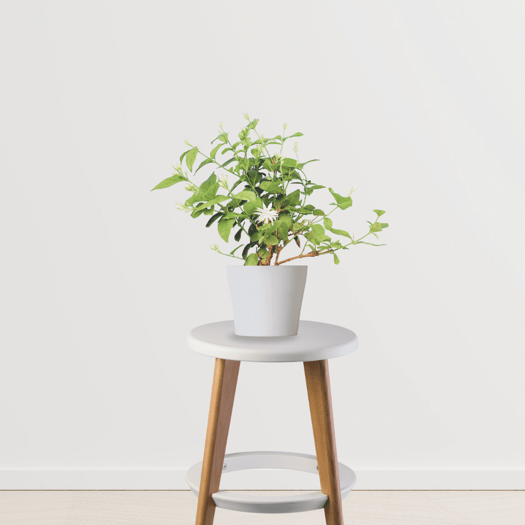 Thin Jasmine Plant (Jasminum)