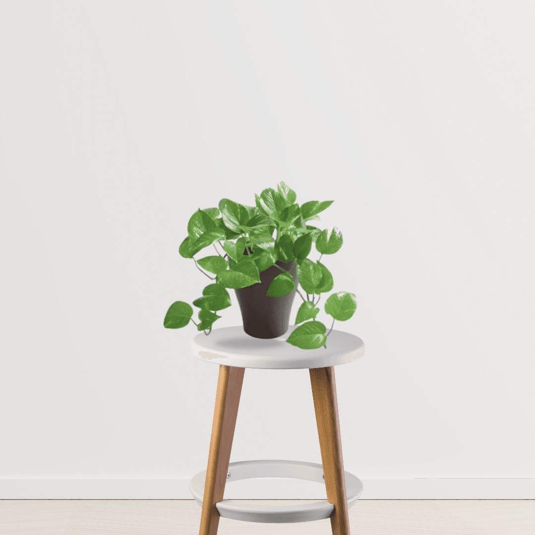 Vibrant Green Money Plant