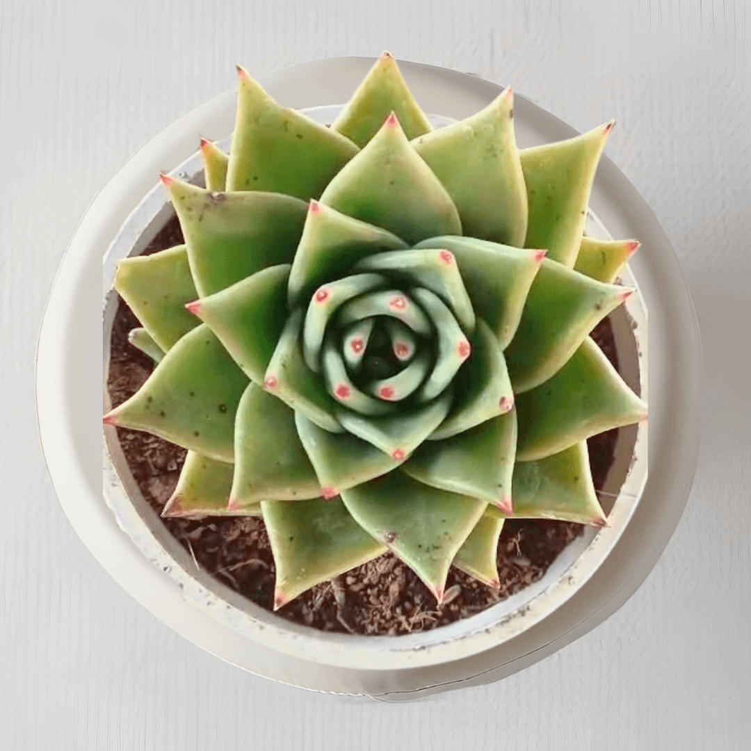 House Leek ( Sempervivum Tectorum )